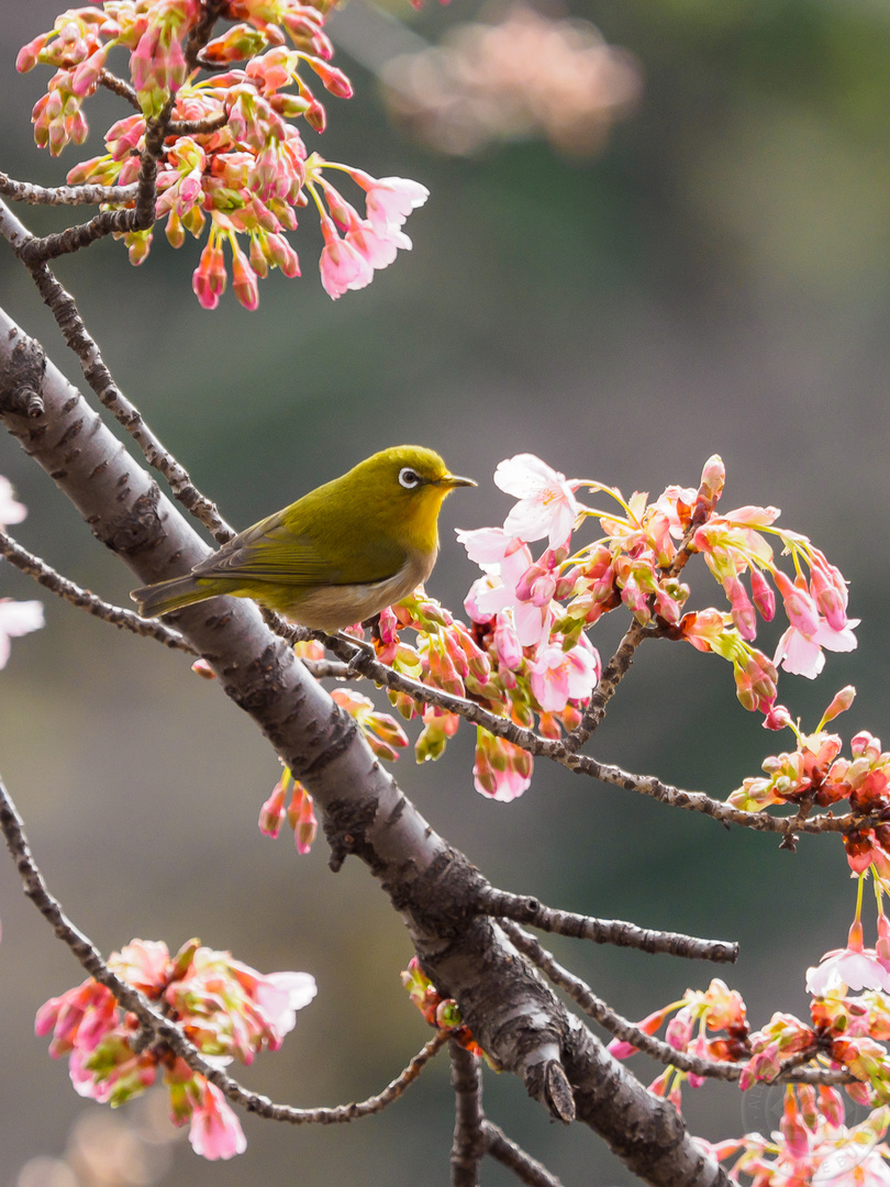 Japanbrillenvogel