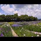 Japanes Iris Garden
