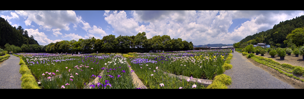 Japanes Iris Garden