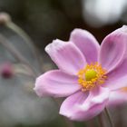 Japanese Anemone