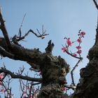 Japanese apricot - Ume