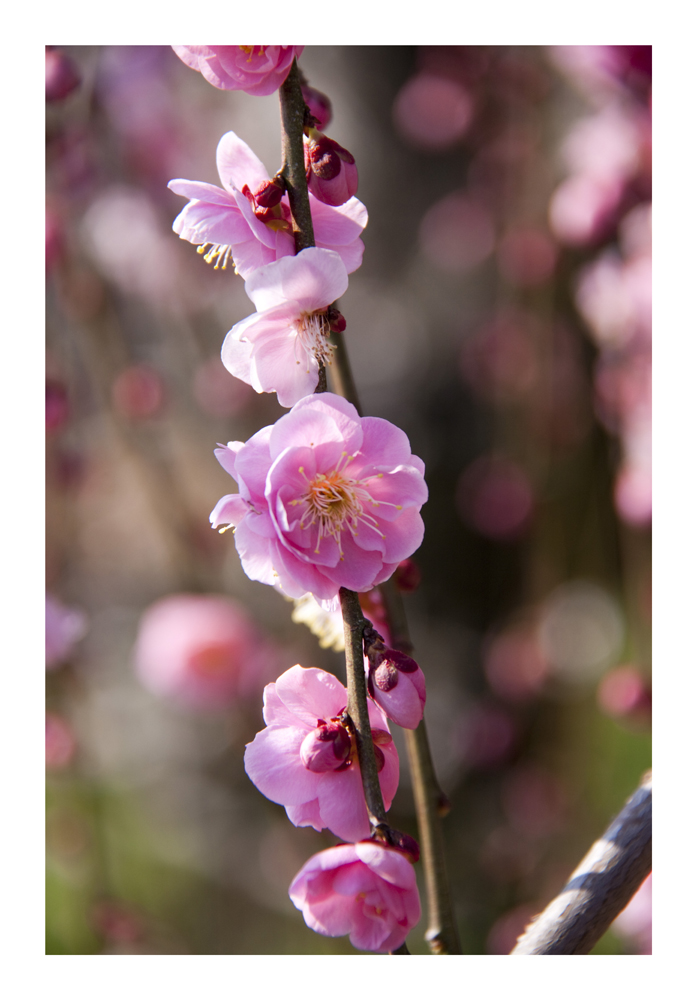 Japanese Apricot [Ume blossom] -1