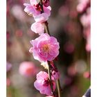 Japanese Apricot [Ume blossom] -1