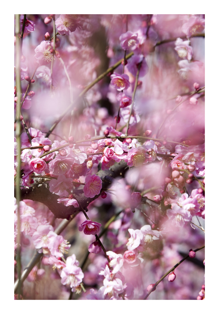 Japanese Apricot [Ume blossom] -10