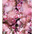 Japanese Apricot [Ume blossom] -10