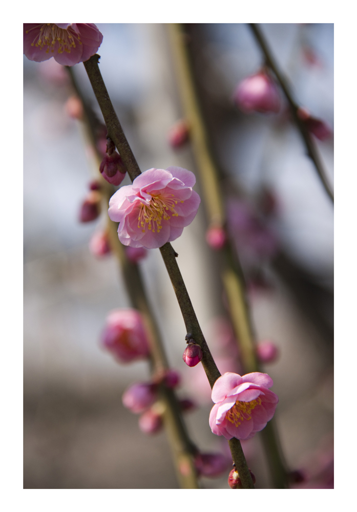 Japanese Apricot [Ume blossom] -11