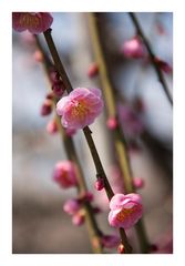 Japanese Apricot [Ume blossom] -11