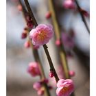 Japanese Apricot [Ume blossom] -11