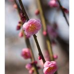 Japanese Apricot [Ume blossom] -11