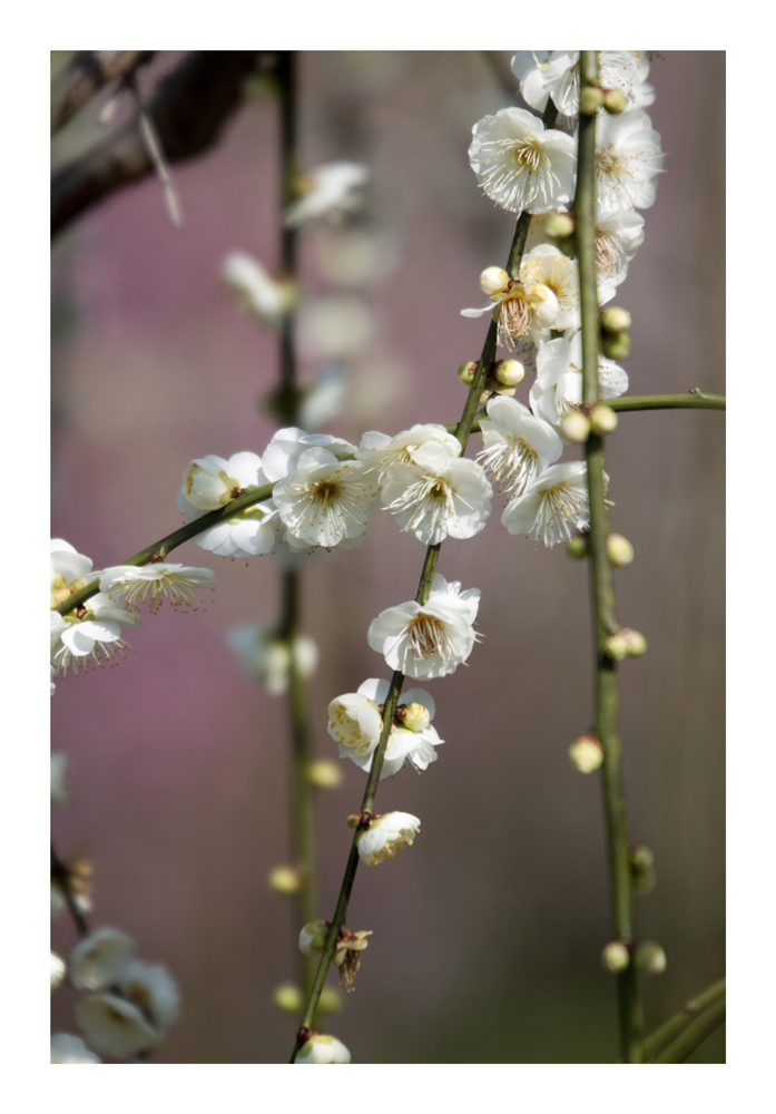 Japanese Apricot [Ume blossom] -12