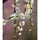 Japanese Apricot [Ume blossom] -12