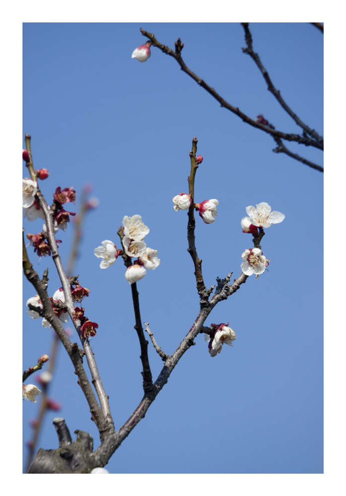 Japanese Apricot [Ume blossom] -2