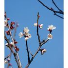 Japanese Apricot [Ume blossom] -2