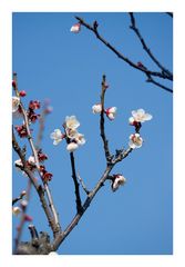 Japanese Apricot [Ume blossom] -2