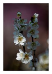 Japanese Apricot [Ume blossom] -3