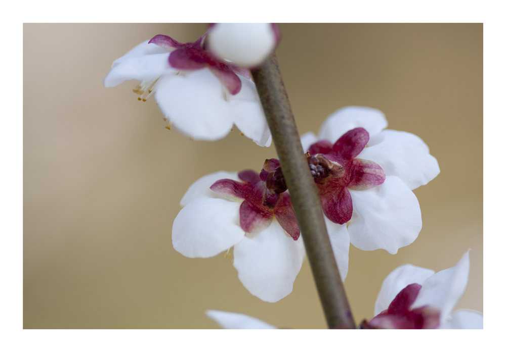 Japanese Apricot [Ume blossom] -4