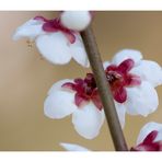 Japanese Apricot [Ume blossom] -4