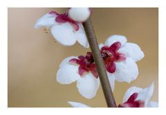 Japanese Apricot [Ume blossom] -4