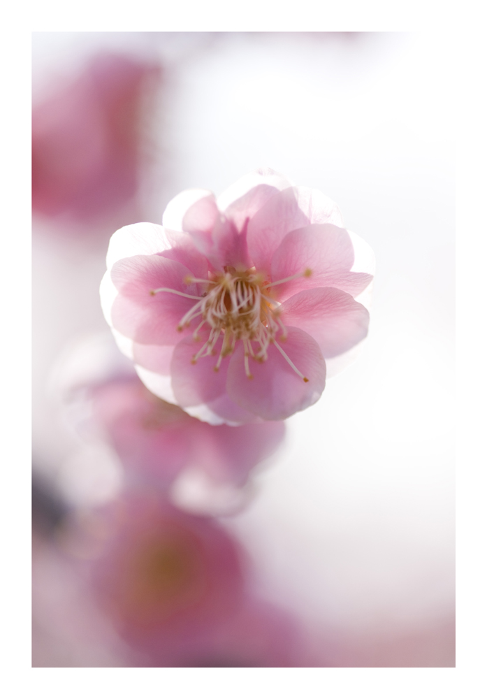 Japanese Apricot [Ume blossom] -5