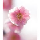 Japanese Apricot [Ume blossom] -5