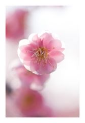 Japanese Apricot [Ume blossom] -5