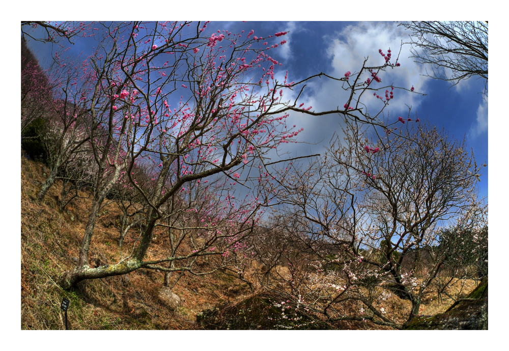 Japanese Apricot [Ume blossom] -6