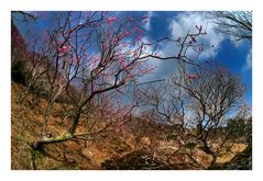 Japanese Apricot [Ume blossom] -6