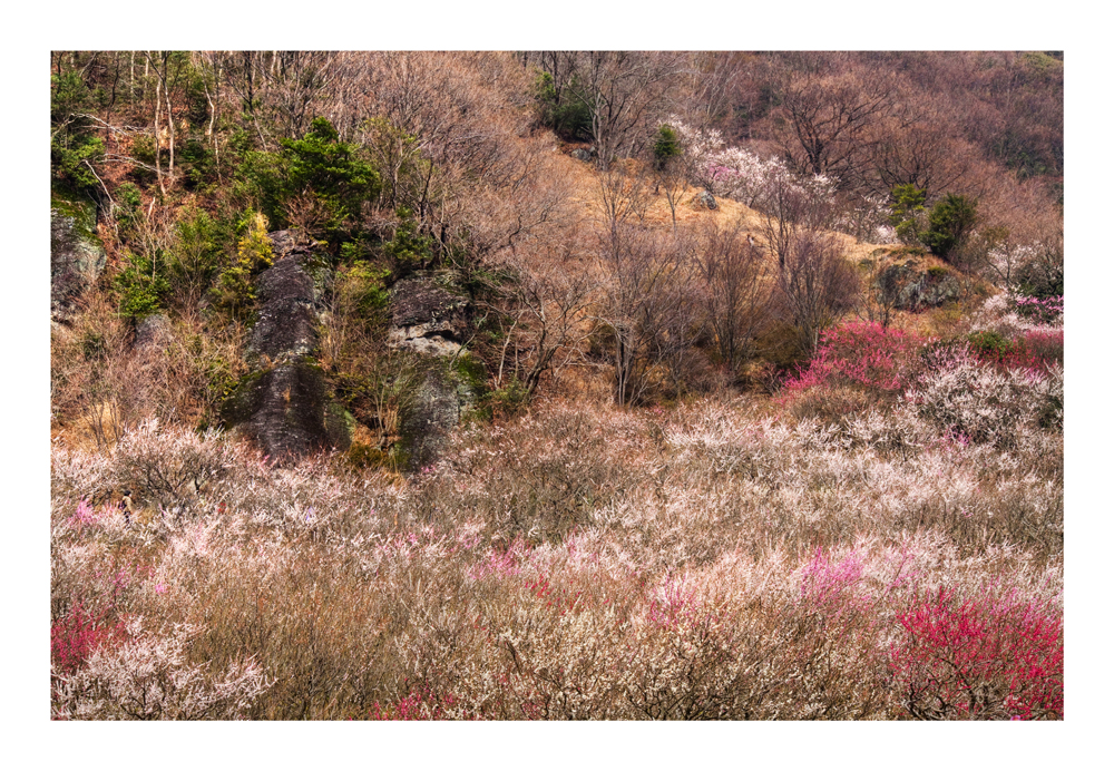 Japanese Apricot [Ume blossom] -7