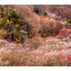 Japanese Apricot [Ume blossom] -7