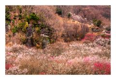 Japanese Apricot [Ume blossom] -7