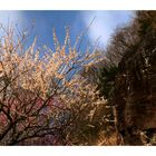 Japanese Apricot [Ume blossom] -8