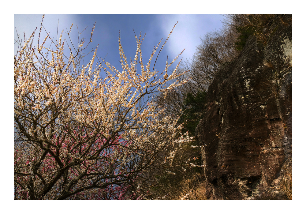 Japanese Apricot [Ume blossom] -8