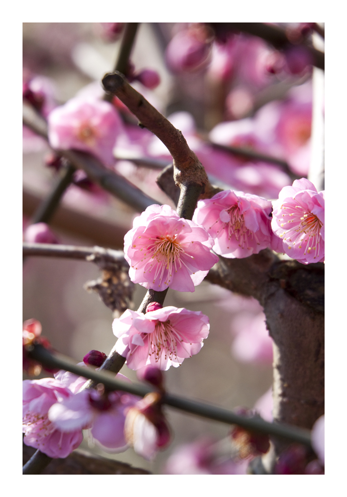 Japanese Apricot [Ume blossom] -9