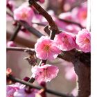 Japanese Apricot [Ume blossom] -9