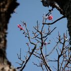 Japanese apricot - Ume II