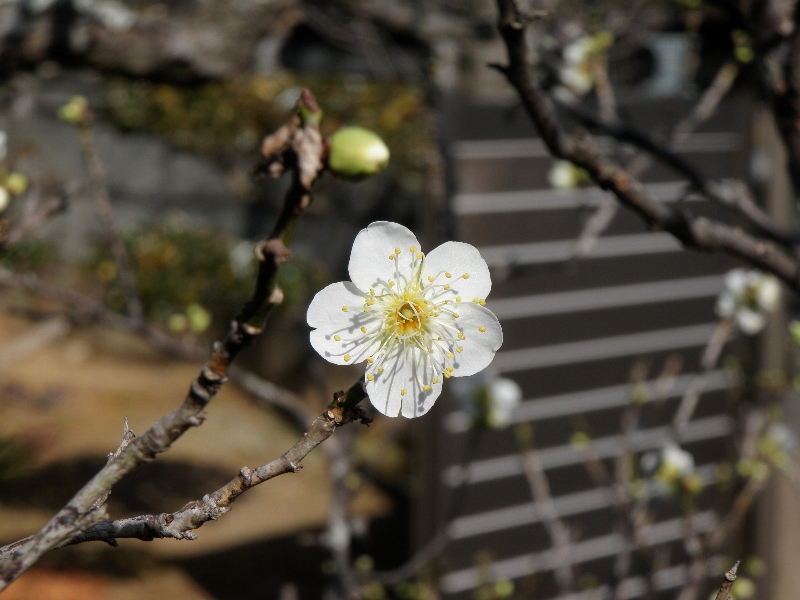 Japanese apricot - Ume III