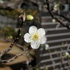 Japanese apricot - Ume III