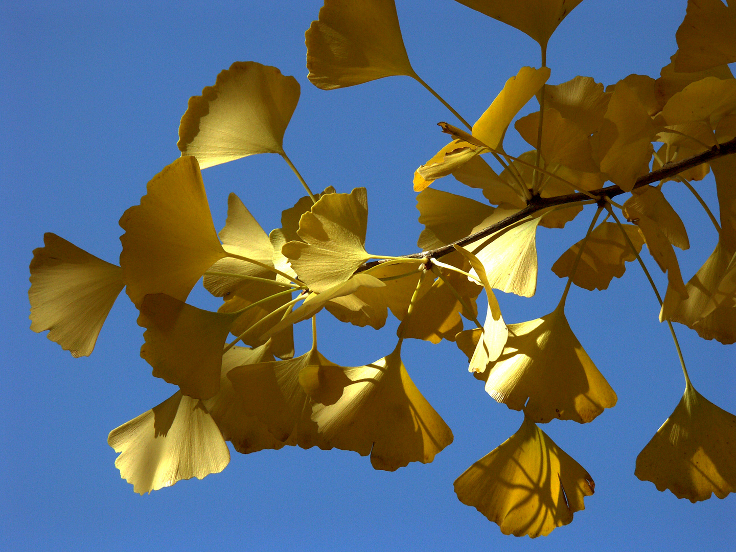 japanese autumn