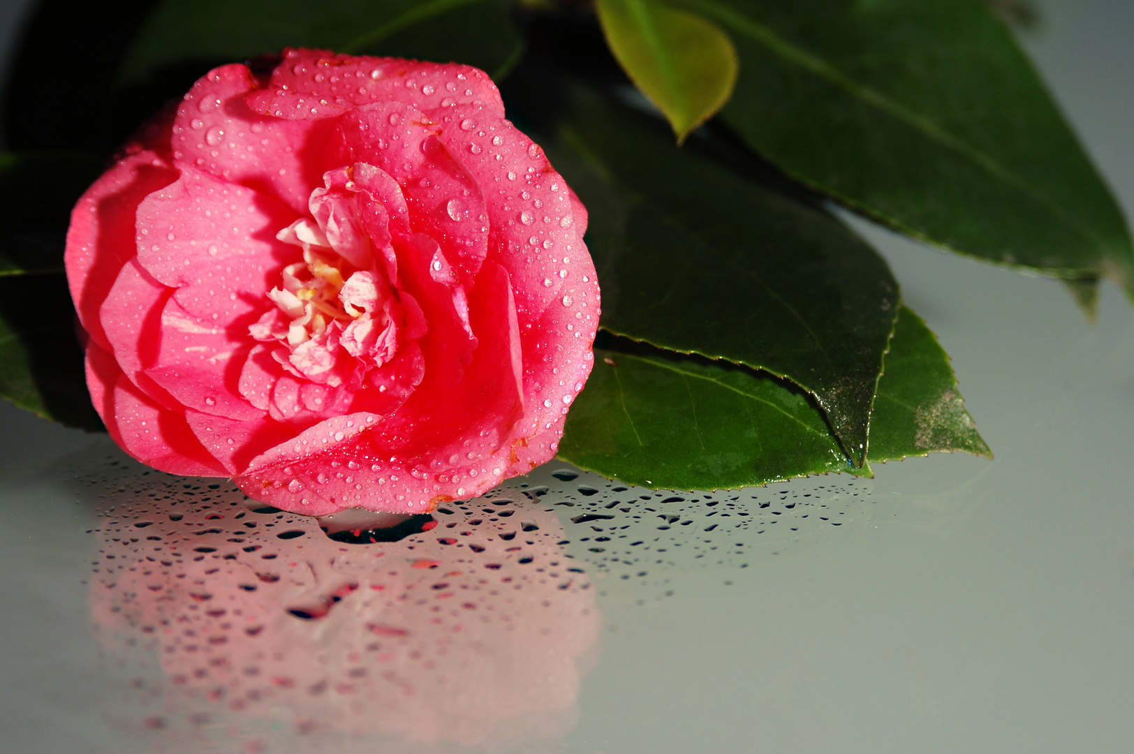 Japanese Camellia