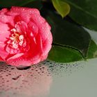 Japanese Camellia