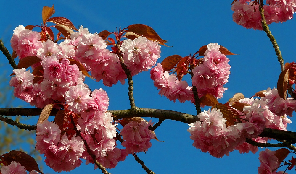 Japanese Cherry