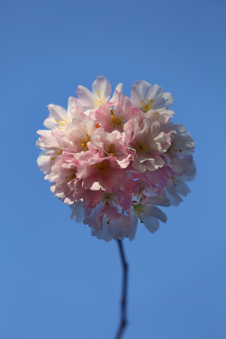 Japanese Cherry Blossom