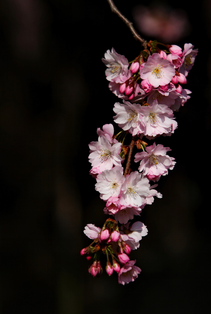 Japanese Cherry Blossom