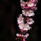 Japanese Cherry Blossom