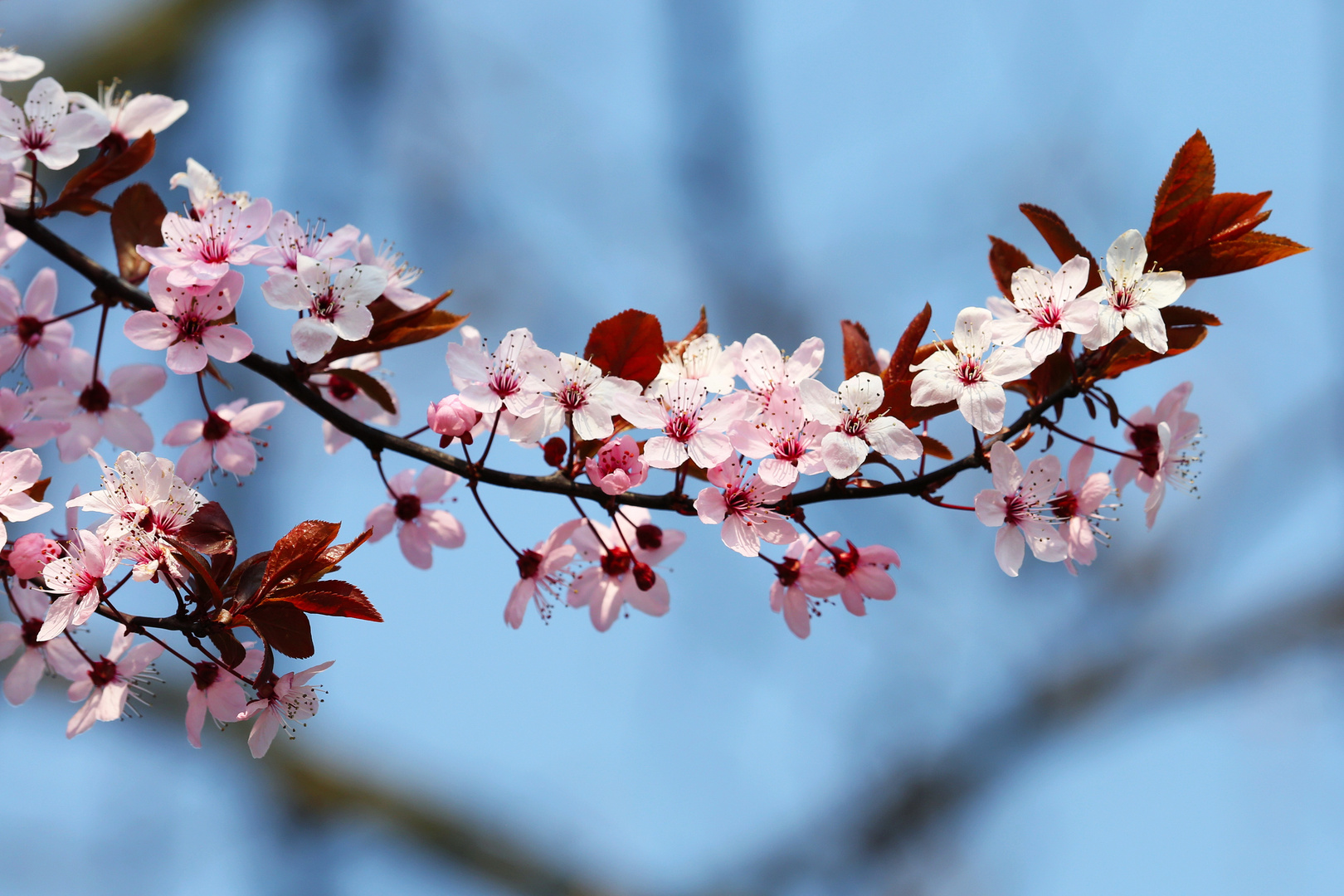 Japanese Cherry Blossoms