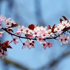 Japanese Cherry Blossoms