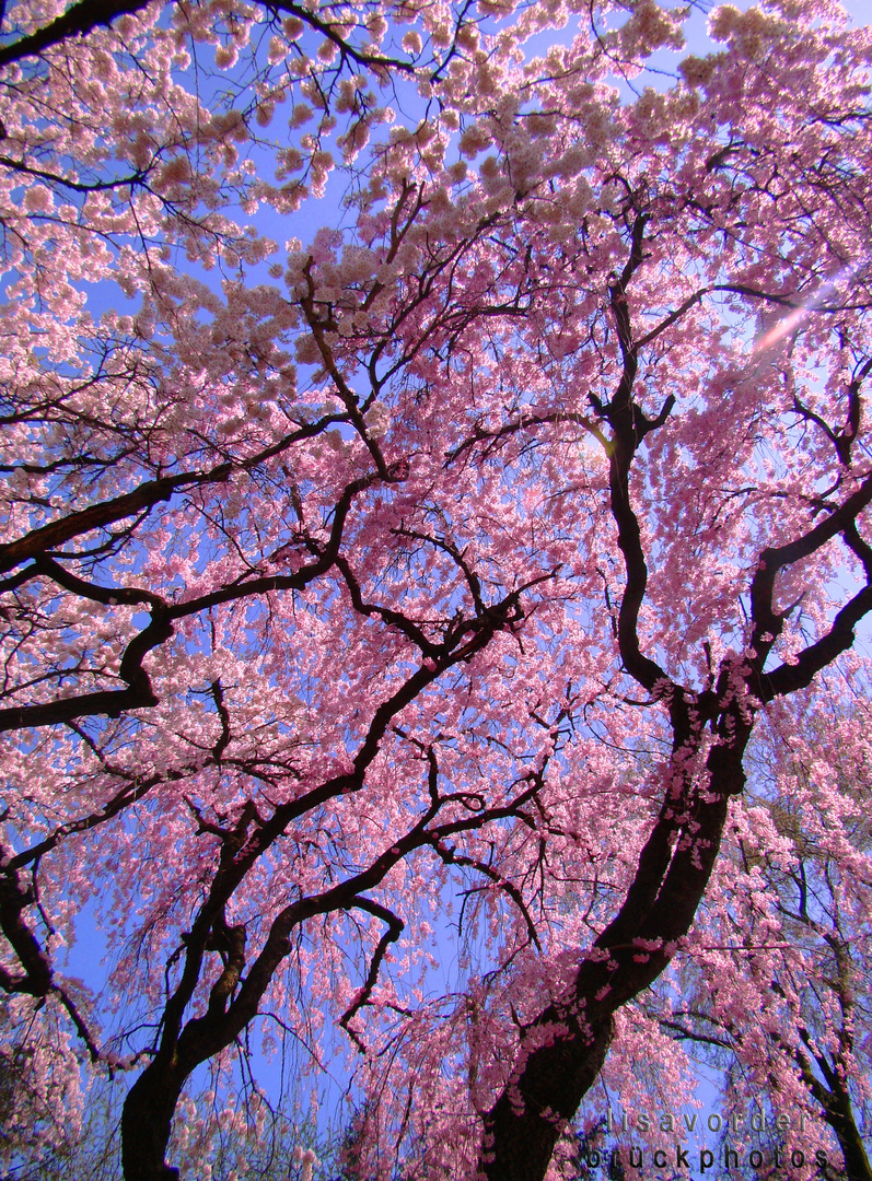 Japanese Cherry Blossoms