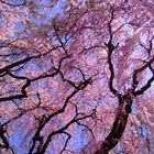 Japanese Cherry Blossoms