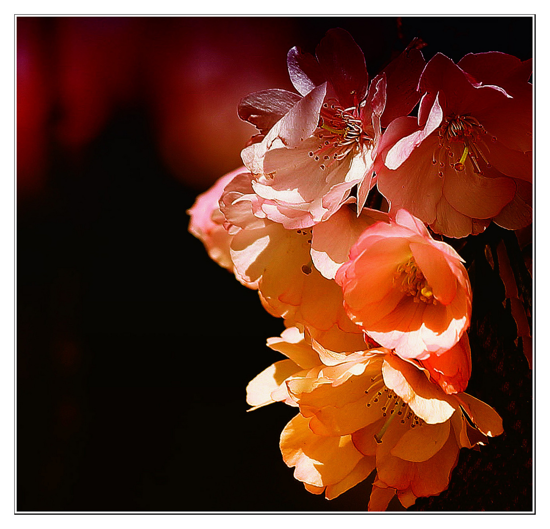 Japanese Cherry Tree Blossoms