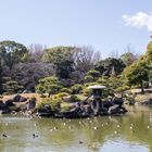 Japanese Garden-1